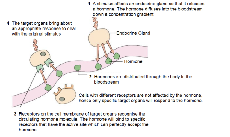 Hormone Action